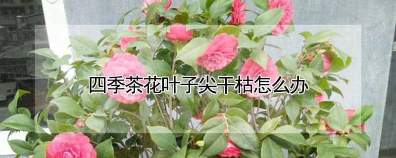 四季茶花葉子尖干枯怎么辦