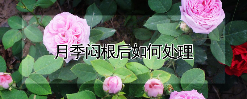 月季悶根后如何處理