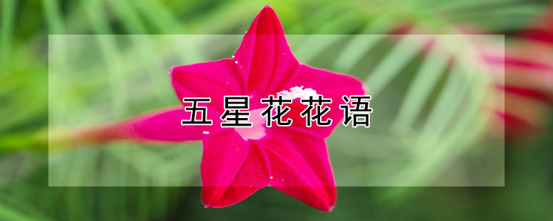 五星花花語