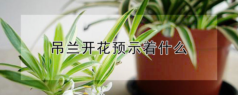 吊蘭開花預示著什么