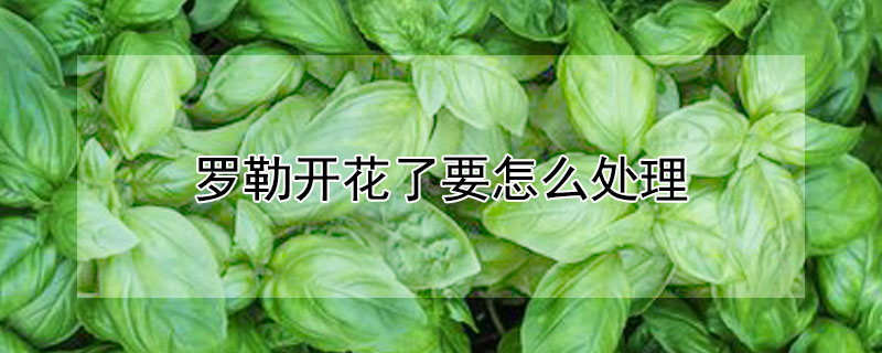 羅勒開花了要怎么處理