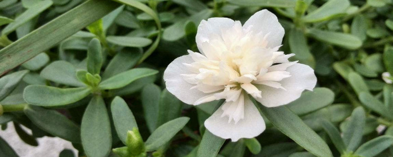 太陽花花籽怎么種