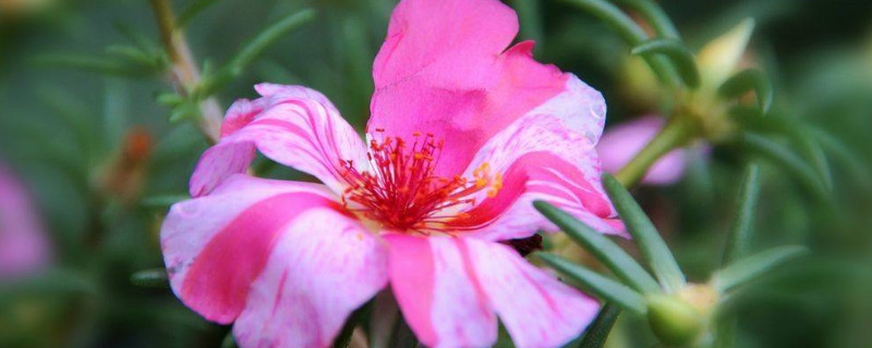 太陽花一年四季開花嗎