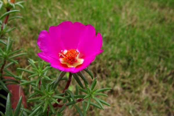 太陽花一年四季開花嗎