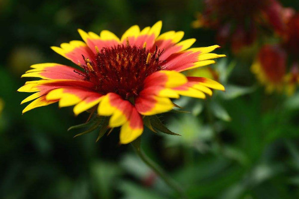 太陽(yáng)菊鮮花怎么養(yǎng)