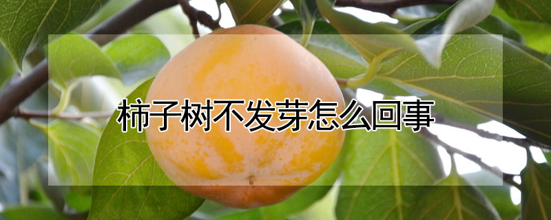 柿子樹(shù)不發(fā)芽怎么回事