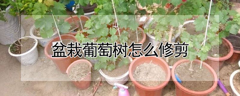 盆栽葡萄樹怎么修剪