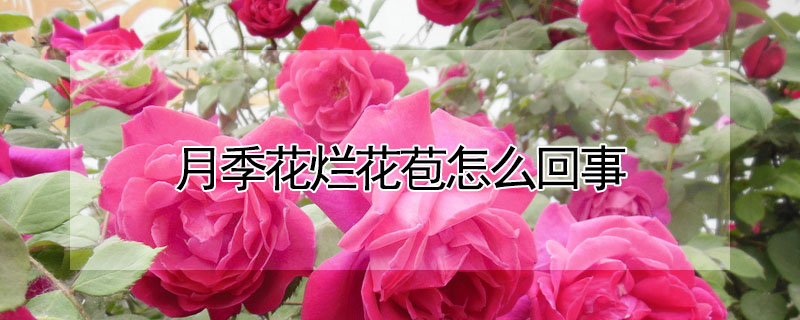 月季花爛花苞怎么回事