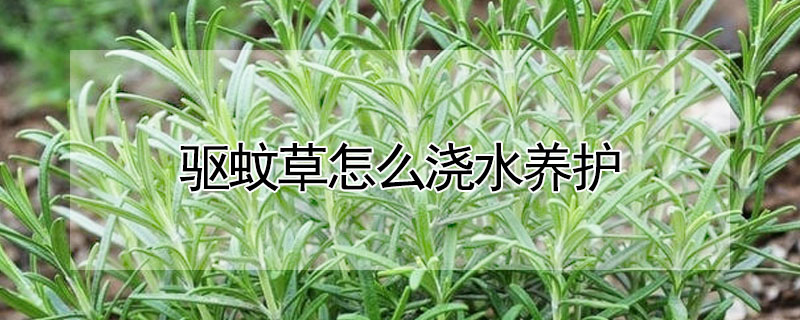 驅(qū)蚊草怎么澆水養(yǎng)護(hù)