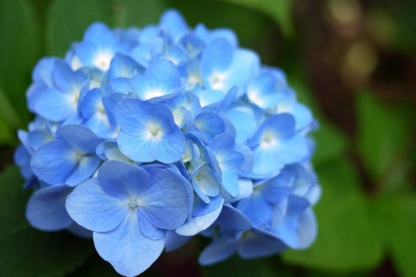 繡球掉花瓣是怎么回事