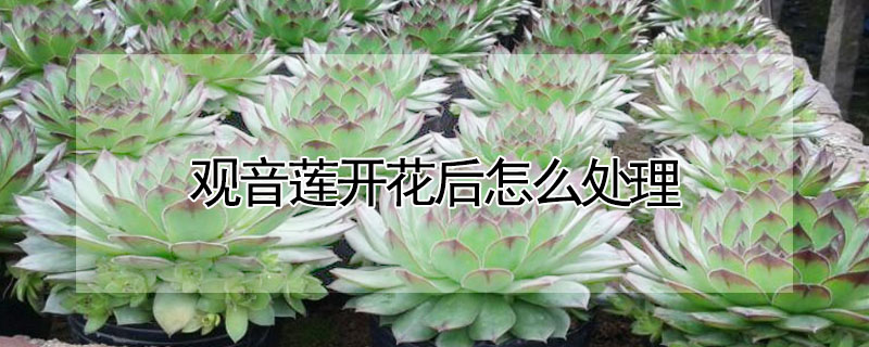 觀音蓮開花后怎么處理