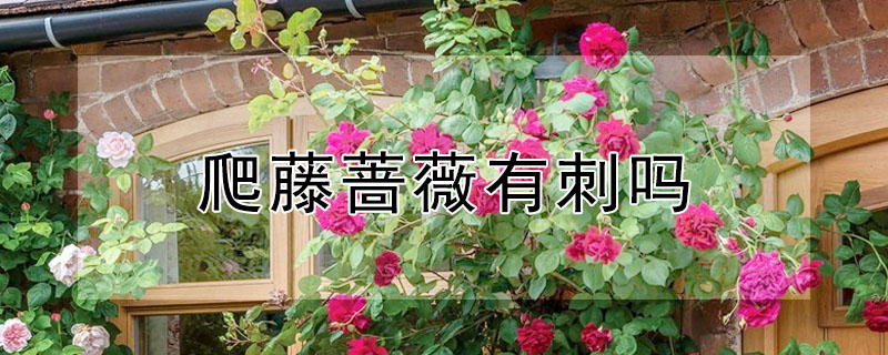 爬藤薔薇有刺嗎