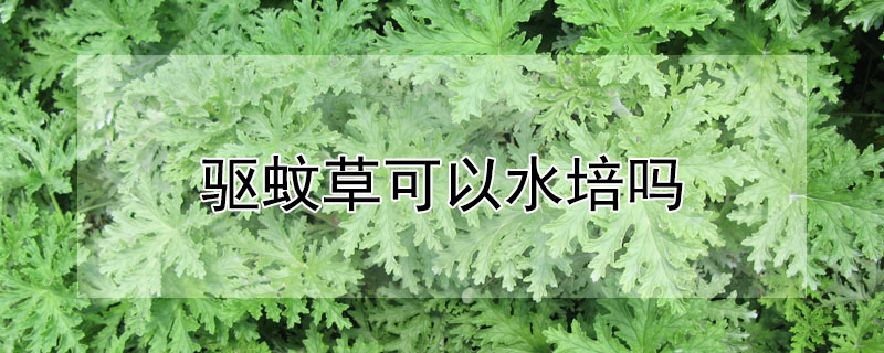 驅蚊草可以水培嗎