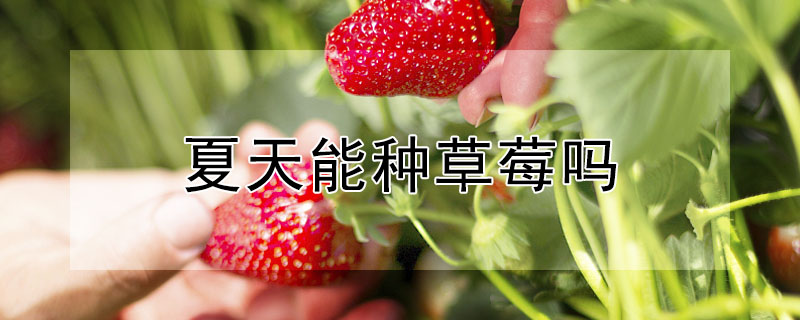 夏天能種草莓嗎