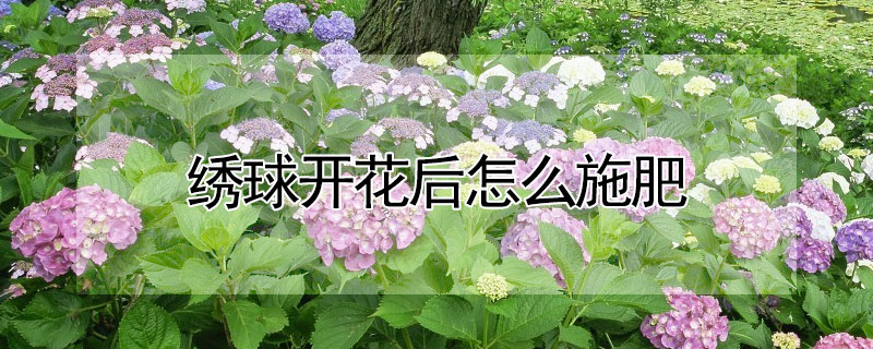 繡球開花后怎么施肥