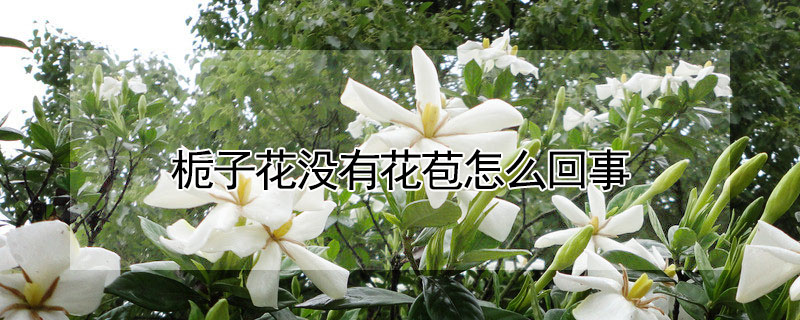 梔子花沒有花苞怎么回事