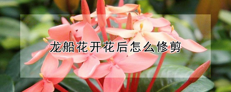 龍船花開花后怎么修剪