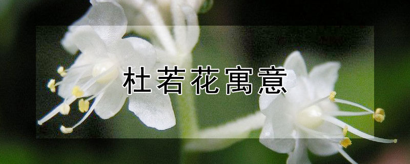 杜若花寓意