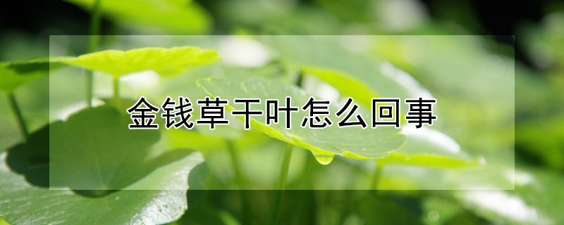 金錢草干葉怎么回事