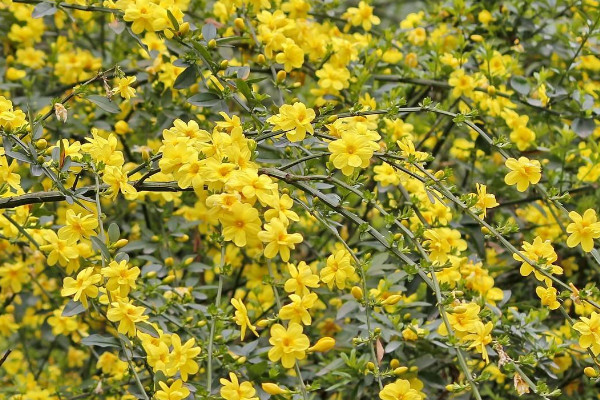 迎春花在幾點開花