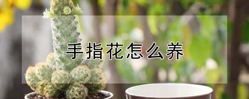 手指花怎么養