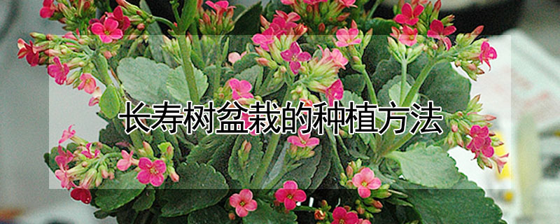 長壽樹盆栽的種植方法