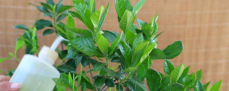 梔子花夏天需要每天澆水嗎