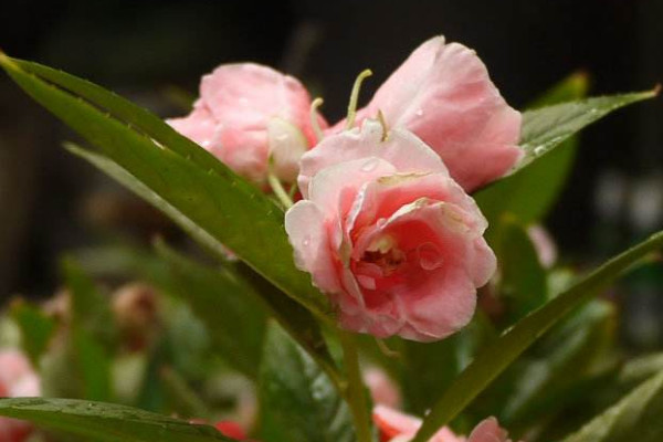 重瓣鳳仙花怎樣打頂