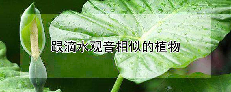 跟滴水觀音相似的植物