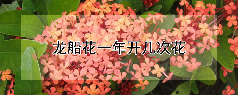 龍船花一年開幾次花