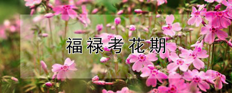 福祿考花期