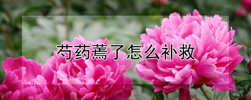 芍藥蔫了怎么補(bǔ)救