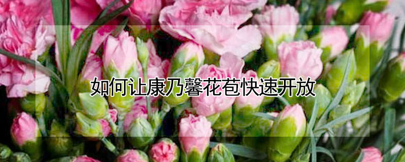 如何讓康乃馨花苞快速開放