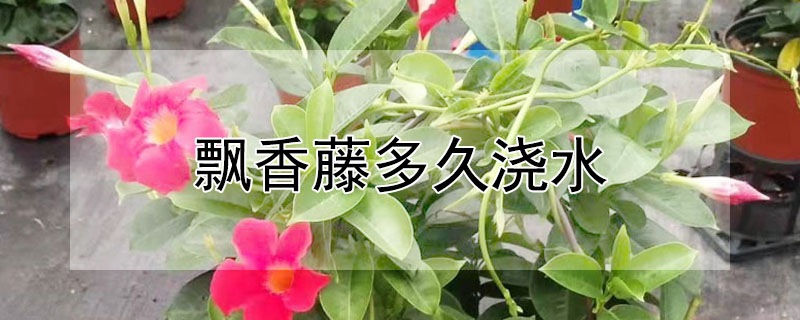 飄香藤多久澆水