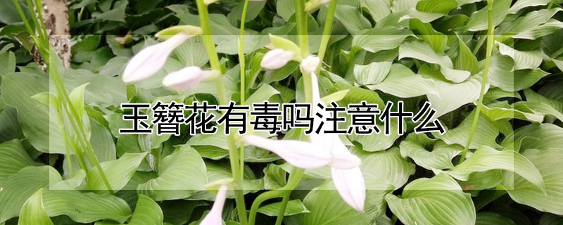 玉簪花有毒嗎注意什么