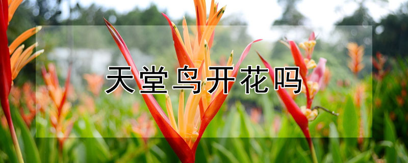 天堂鳥開花嗎