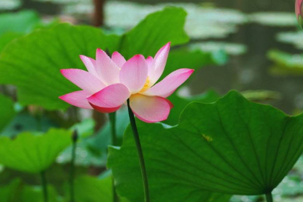 荷花能在家里養嗎