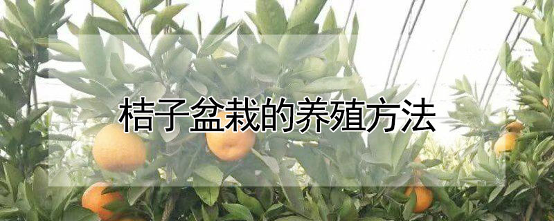 桔子盆栽的養殖方法