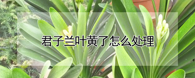 君子蘭葉黃了怎么處理