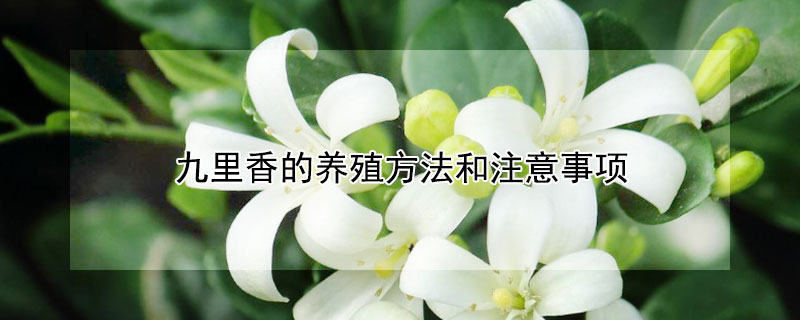 九里香的養(yǎng)殖方法和注意事項