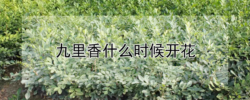 九里香什么時候開花