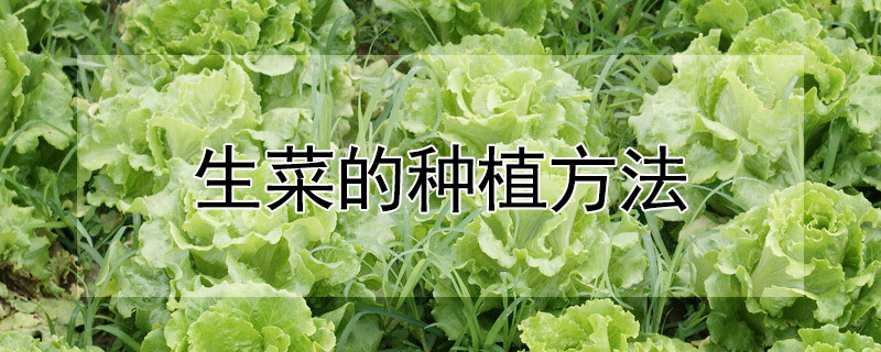 生菜的種植方法