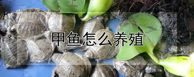 甲魚怎么養殖