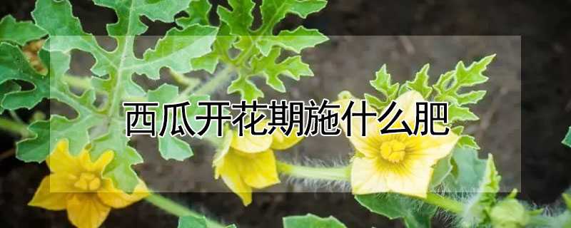 西瓜開花期施什么肥