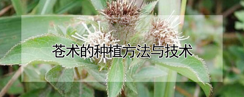 蒼術(shù)的種植方法與技術(shù)