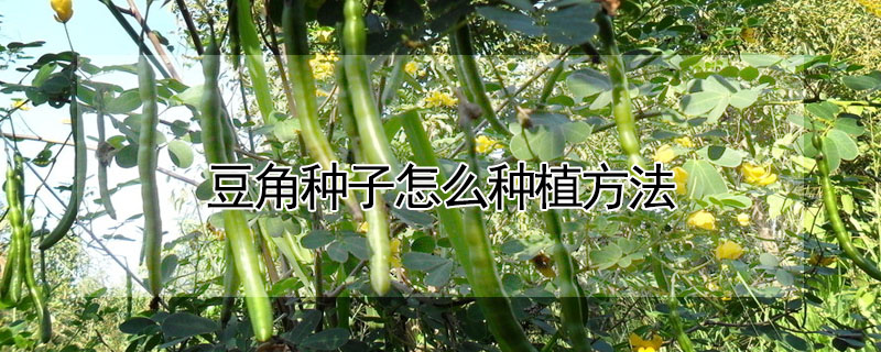 豆角種子怎么種植方法