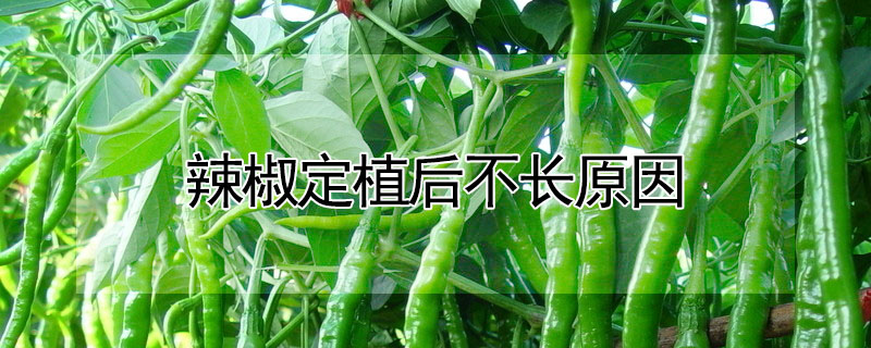 辣椒定植后不長原因