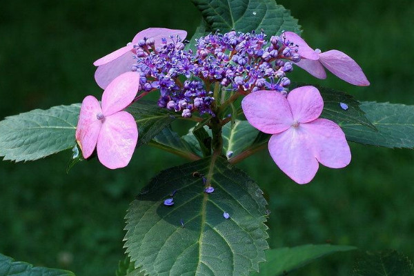 繡球花夏天怎么澆水