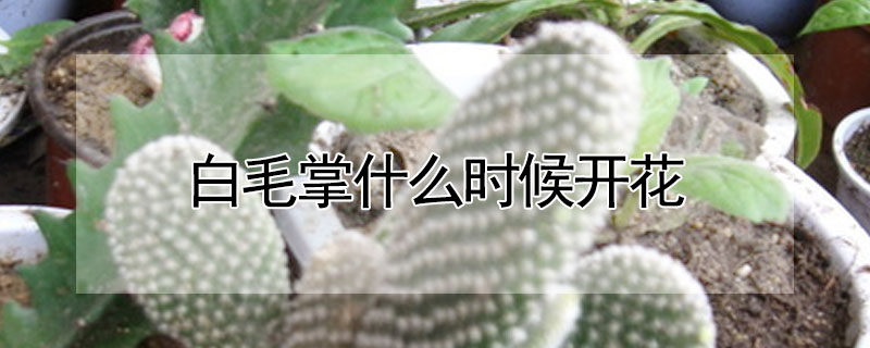 白毛掌什么時候開花