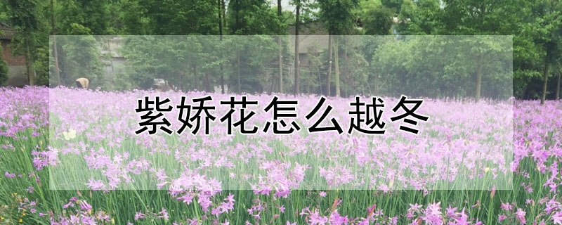 紫嬌花怎么越冬